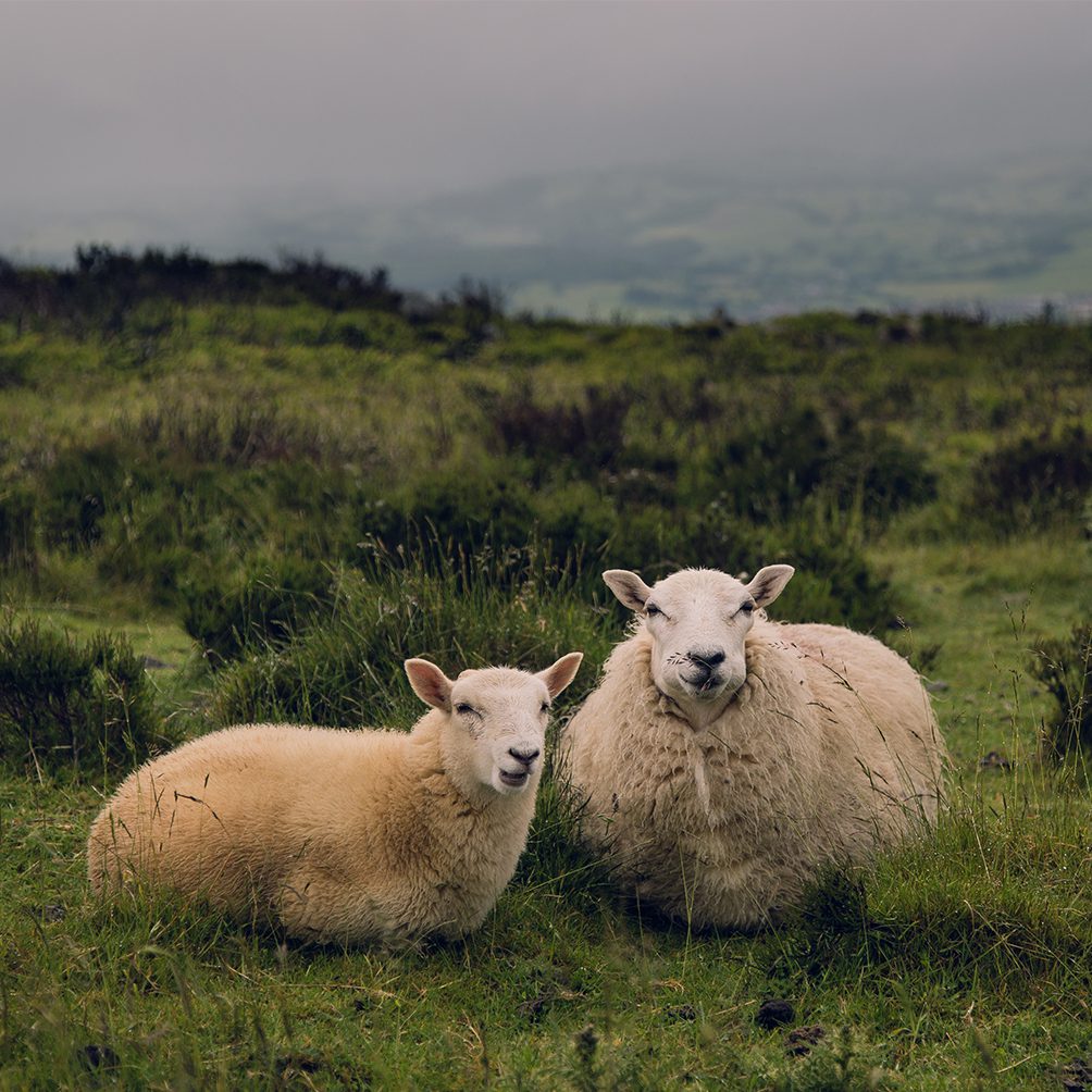 Sheep wool insulation is good in all conditions