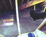 Sheep Wool Insulation Comfort Roll being installed at ceiling level between and over floor joists.