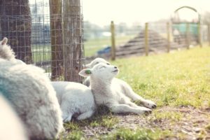 Sheep with high quality sheep wool insulation
